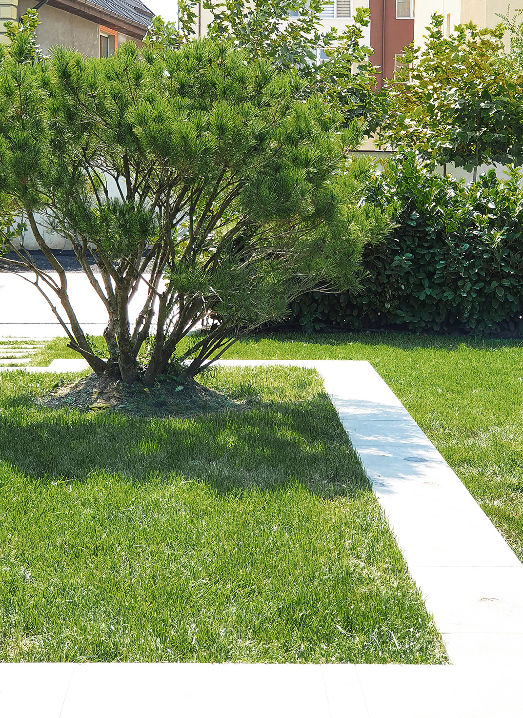 Pin și gazon într-o grădină intimă minimalistă din București